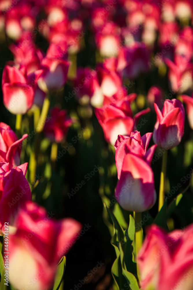 Spring background with pink tulips flowers. beautiful blossom tulips field. spring time. banner, copy space