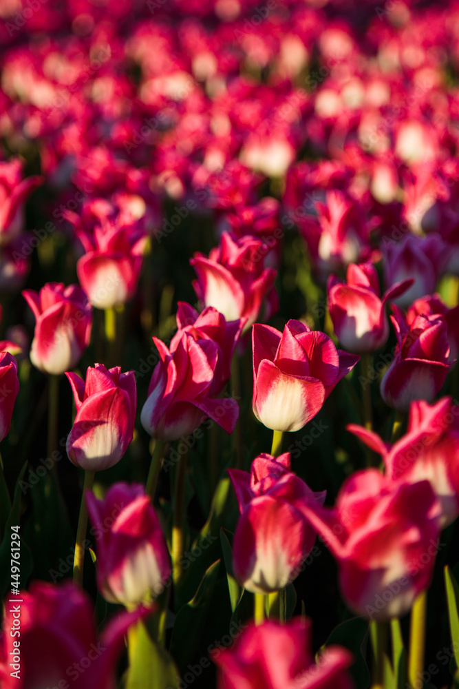 Spring background with pink tulips flowers. beautiful blossom tulips field. spring time. banner, copy space