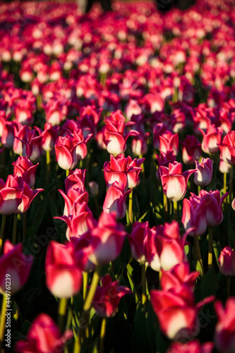 Obraz na płótnie Spring background with pink tulips flowers. beautiful blossom tulips field. spring time. banner, copy space w salonie