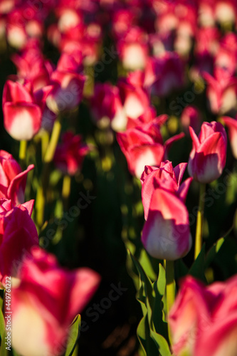 Obraz na płótnie Spring background with pink tulips flowers. beautiful blossom tulips field. spring time. banner, copy space w salonie