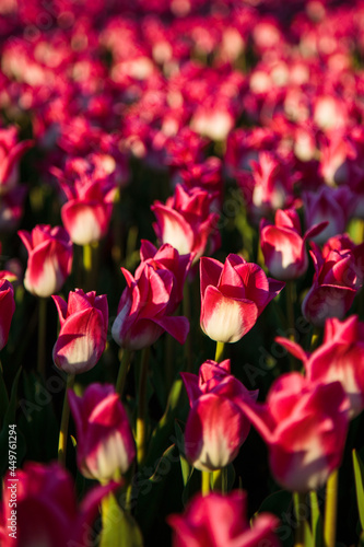 Obraz na płótnie Spring background with pink tulips flowers. beautiful blossom tulips field. spring time. banner, copy space w salonie