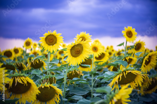 Sunflower field. Dramatic sky before the rain. Center focus  swirling bokeh.