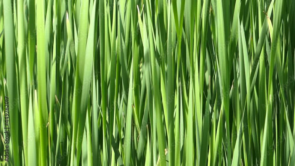grass blades in the wind grass blades in the wind