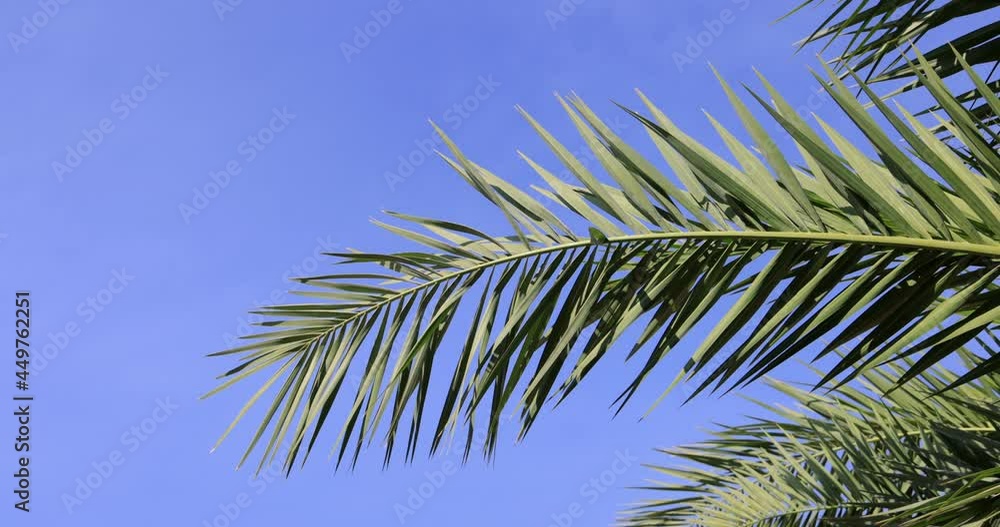 palm tree leaves palm tree leaves