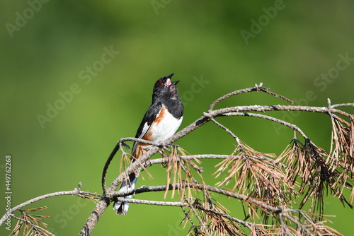 Singing Eastern Towhee bird sits perched on a branch in a meadow photo