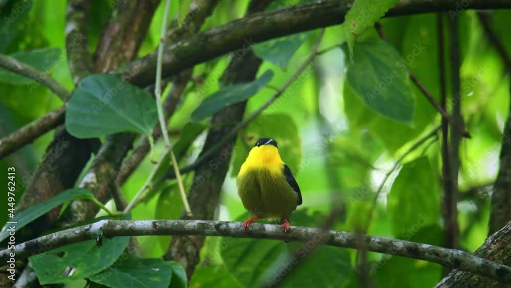 Golden-collared manakin - Manacus vitellinus black and yellow bird in family Pipridae, found in Colombia and Panama in subtropical or tropical moist lowland forest and degraded former forest. Golden-collared manakin - Manacus vitellinus black and yellow bird in family Pipridae, found in Colombia and Panama in subtropical or tropical moist lowland forest and degraded former forest.
