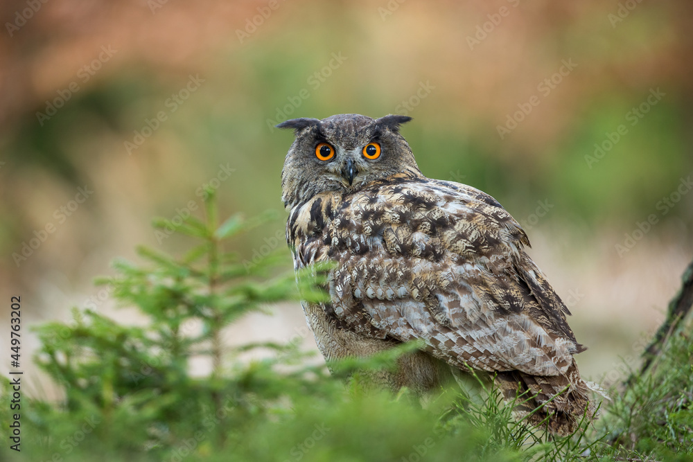 Eurasian Eagle Owl (Bubo bubo) sitting in foliage looking into camera Eurasian Eagle Owl (Bubo bubo) sitting in foliage looking into camera