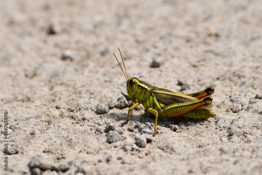 Grasshopper Locust sitting on the ground Grasshopper Locust sitting on the ground