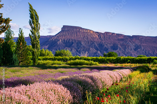lavender fields in Palisade photo