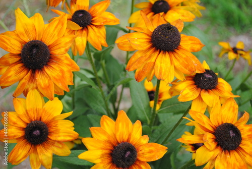 Echibeckia  echinacea crossed with rudbeckia  hybrid flower blossoms