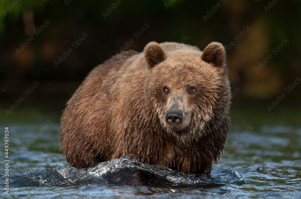 Wild adult brown bear in the water. Close up, front view. Kamchatka