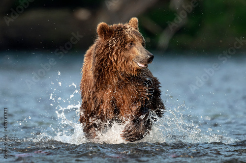 Brown bear running on the river and fishing for salmon. Brown bear chasing sockeye salmon at a river. Front view. Kamchatka brown bear, scientific name: Ursus Arctos Piscator. Kamchatka, Russia. © Uryadnikov Sergey
