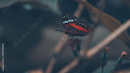 The monarch butterfly is a species of ditrisio lepidopteran in the Nymphalidae family, superfamily Papilionoidea. It is perhaps the best known of all the butterflies in North America. Since the 19th c photo