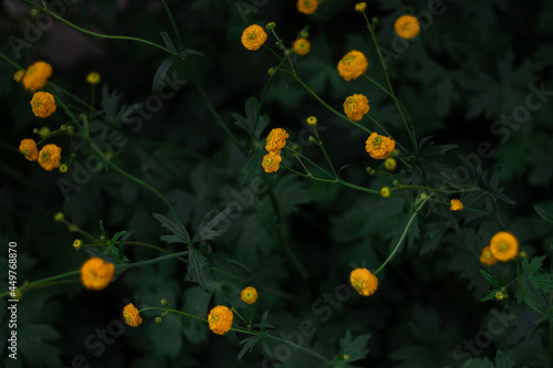 Yellow Globe Flowers from above
