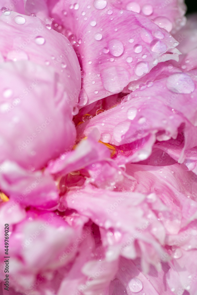 Pink Peony flower petal texture close up with water droplets Pink Peony flower petal texture close up with water droplets