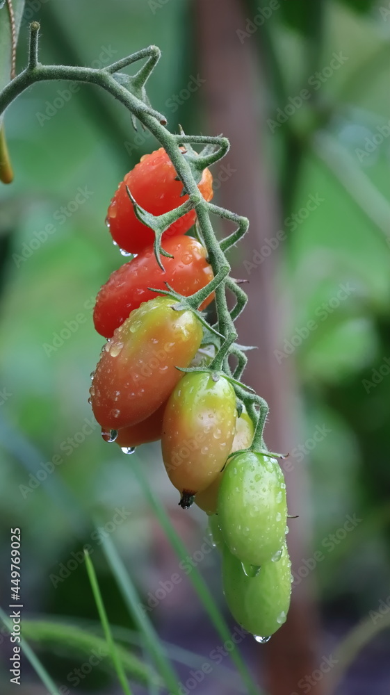 Obraz na płótnie pomidory koktajlowe , tomatoes w salonie
