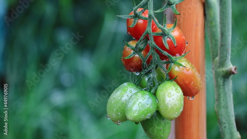 pomidory, tomatoes photo