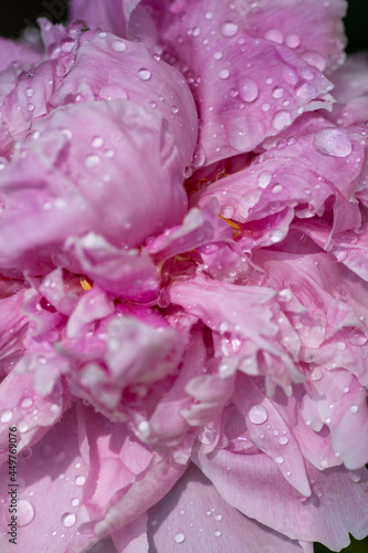 Fototapeta Naklejka Na Ścianę i Meble -  Pink Peony flower petal texture close up with water droplets