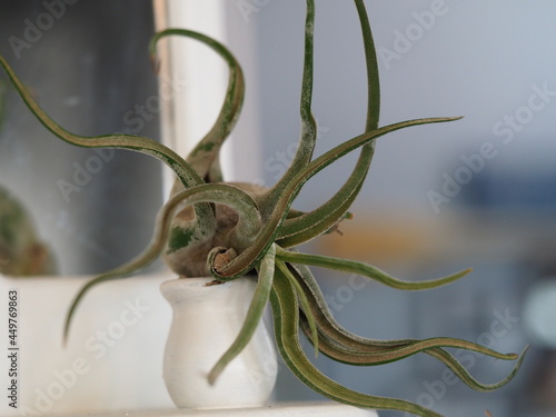 A Single Tillandsia caput-medusae - a Medusa Air Plant