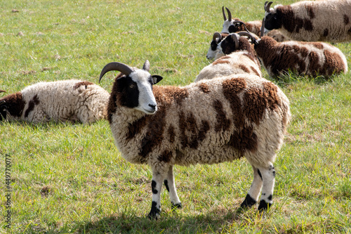 Картината върху платно Herd of Jacob sheep in a field under the sunlight in the countryside