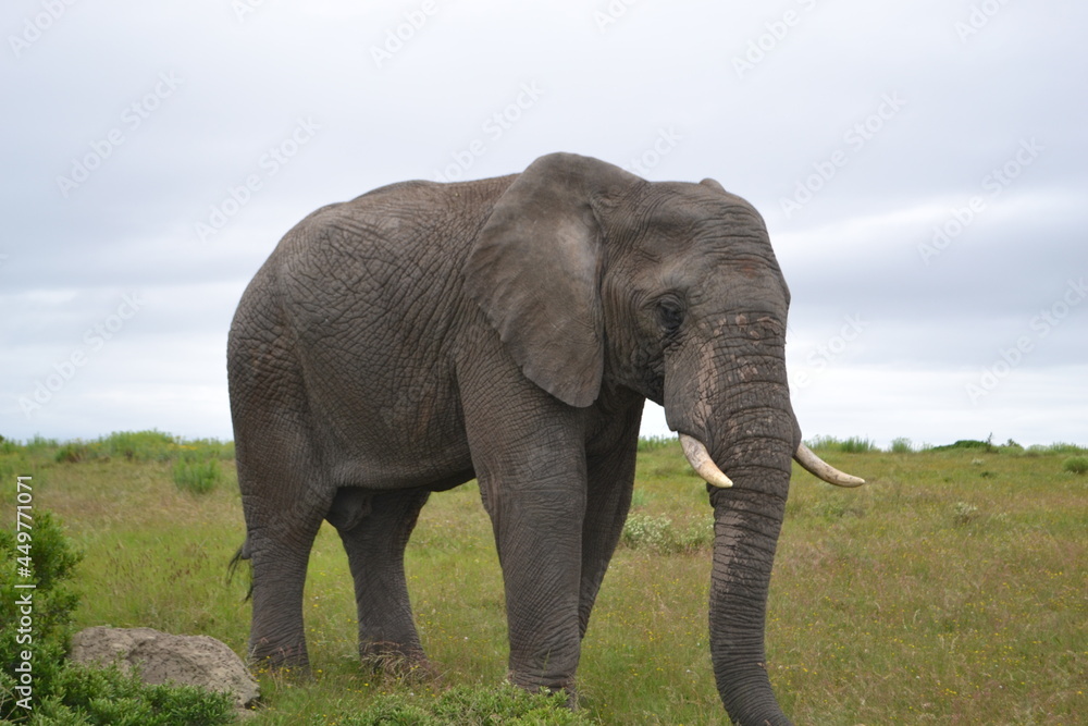Elephant Side Profile