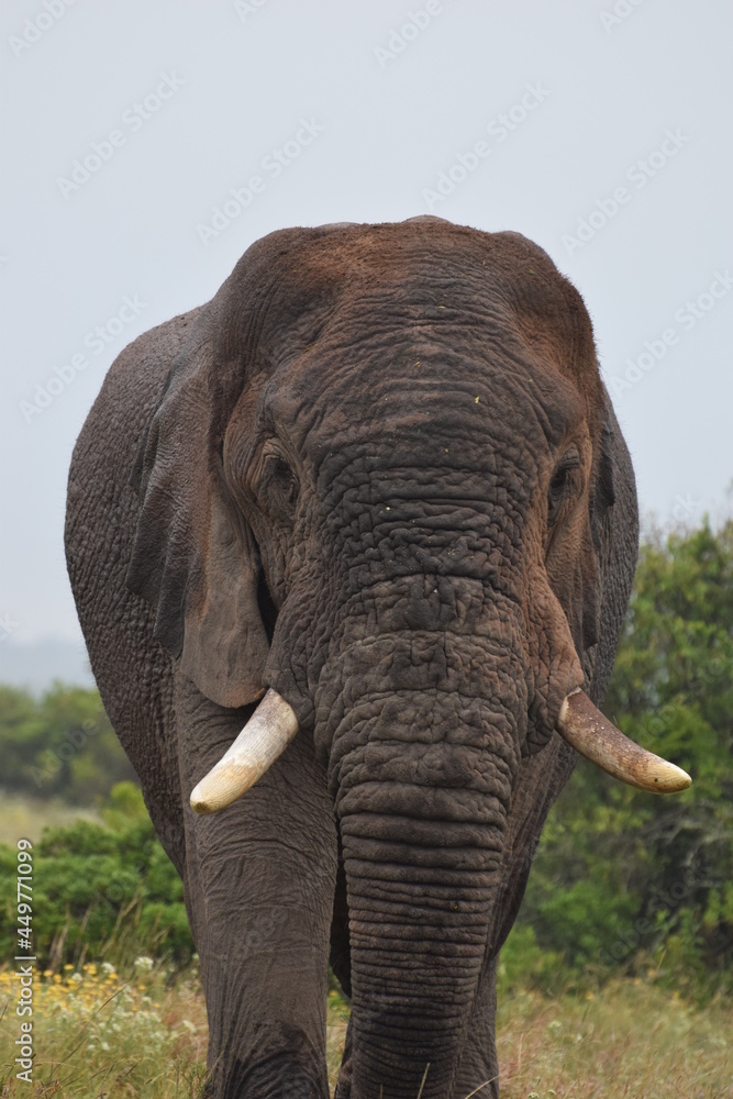 Obraz premium elephant