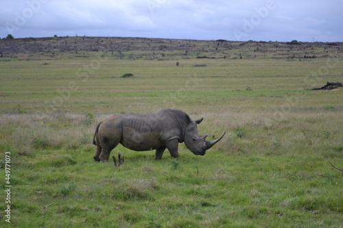 Rhino Side Body