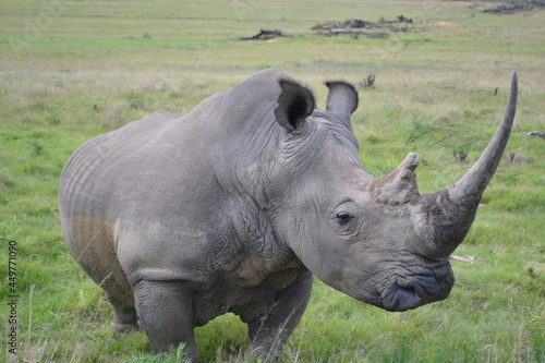 Rhino Side Profile