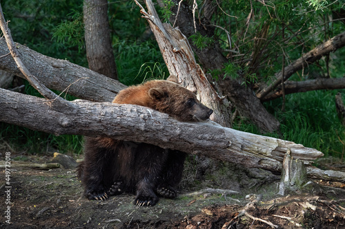 Brown bear is sitting under a tree in a summer forest. Kamchatka brown bear, scientific name: Ursus Arctos Piscator. Natural habitat. Kamchatka, Russia