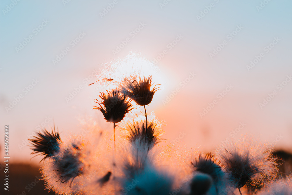 Fluffy flowers of thistle at sunset against the sun