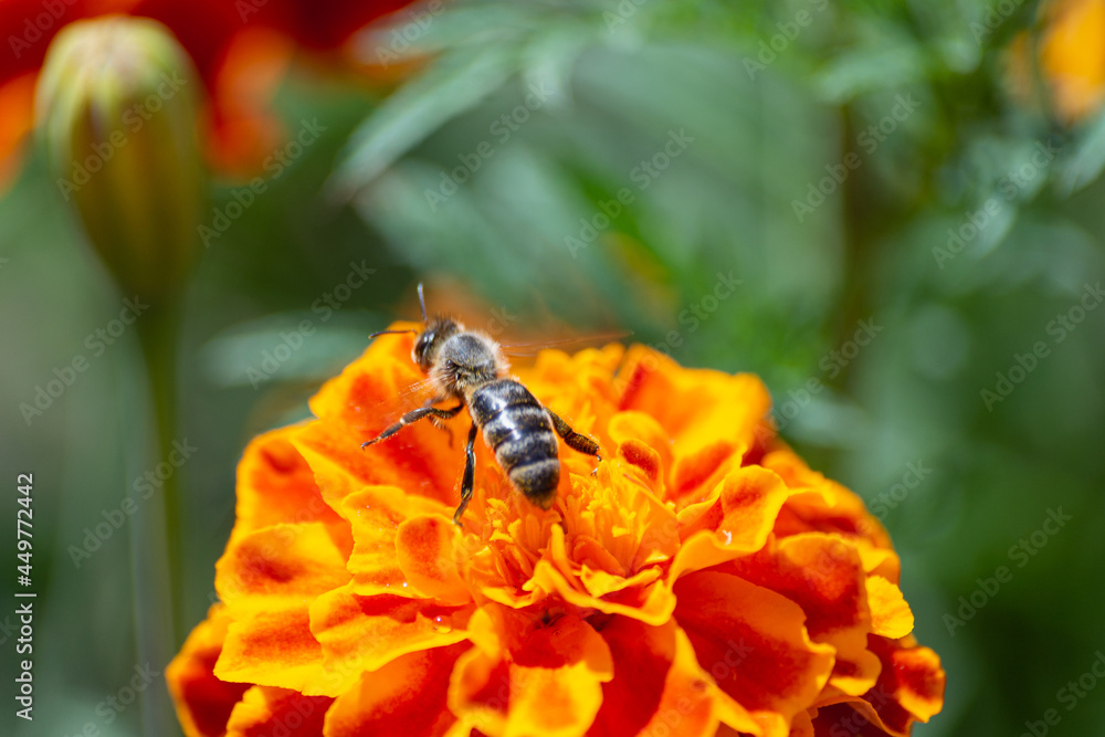 Fototapeta premium A bee sits on a marigold flower.