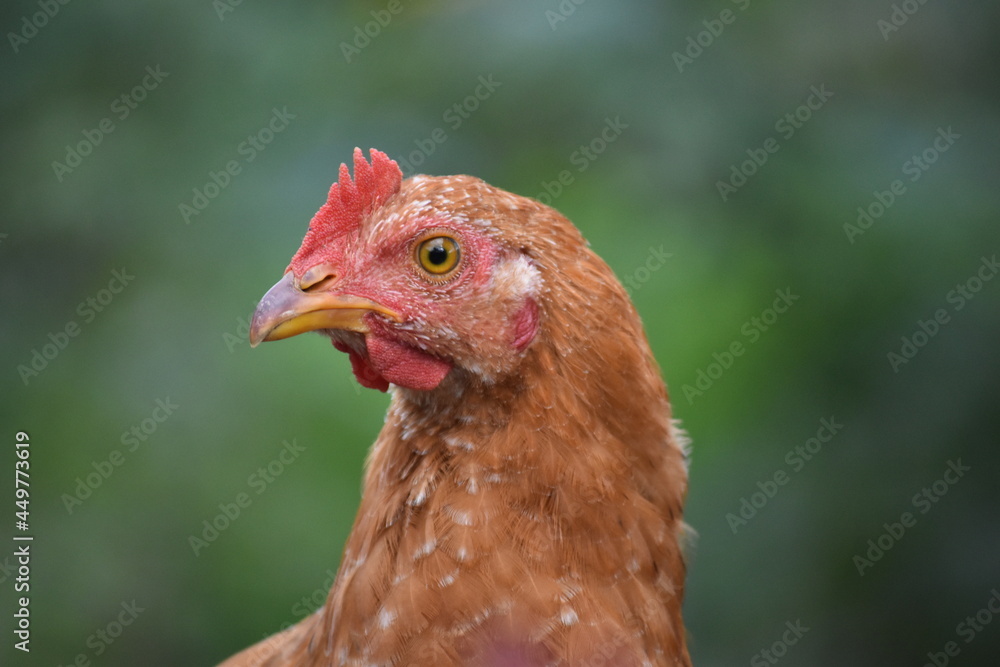 Cabeza de la gallina.