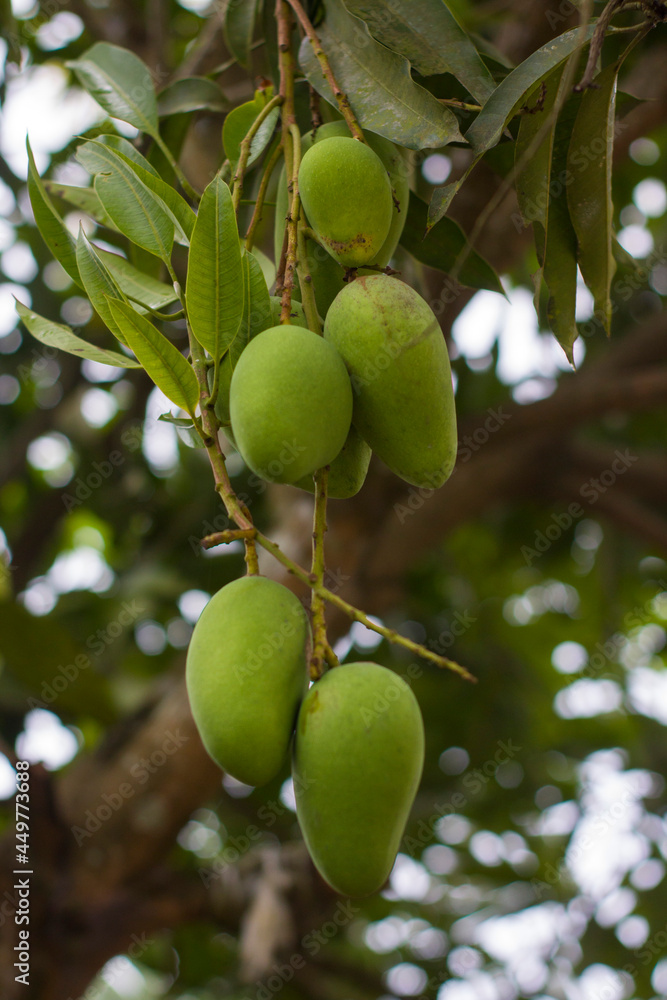 Bunch of green ripe mango on tree in garden. Selective focus Bunch of green ripe mango on tree in garden. Selective focus