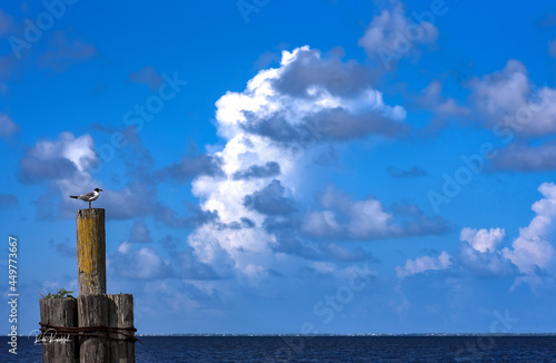 Sea Gull at Marina