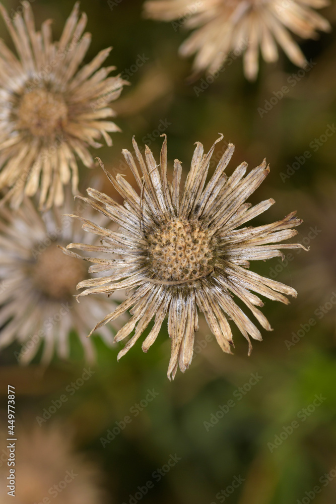 thistle in bloom