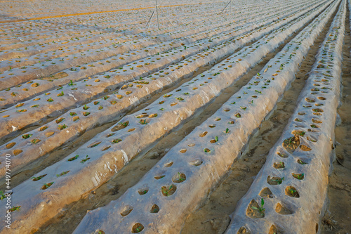 Plastic mulching cropland