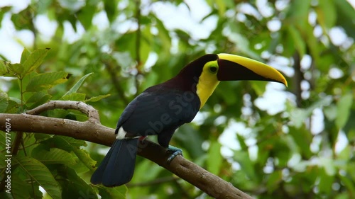 Yellow-throated (Black-mandibled) Toucan - Ramphastos ambiguus  is a large toucan in the family Ramphastidae found in Central and northern South America. photo