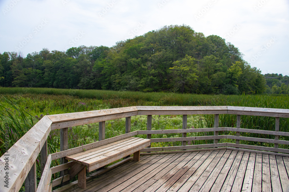 Tranquil boardwalk through the scenic swamp in a national park full of wildness and foliage