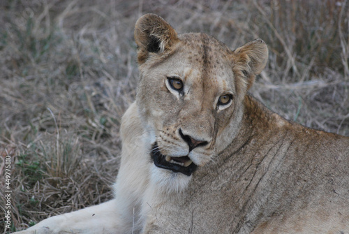 Fototapeta Naklejka Na Ścianę i Meble -  Lioness in The African Savanna, Hoedspruit, South Africa. 