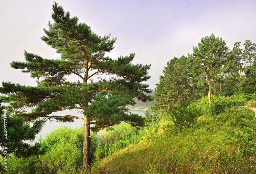 Obraz premium Pine trees on the shore of the Berdsky Bay