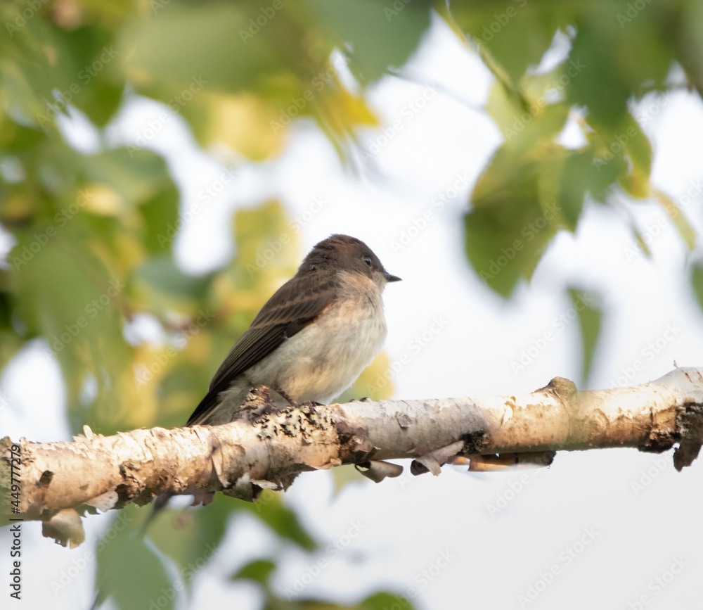 Eastern Phoebe (Sayornis phoebe) on a birch branch in Algonquin Park with green nature background Eastern Phoebe (Sayornis phoebe) on a birch branch in Algonquin Park with green nature background