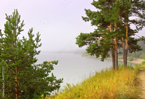 Pine trees on the shore of the Berdsky Bay