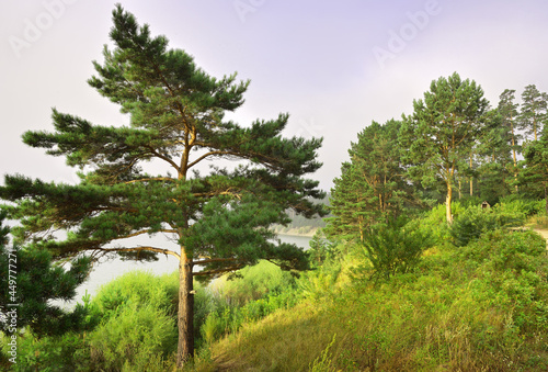 Pine trees on the shore of the Berdsky Bay photo