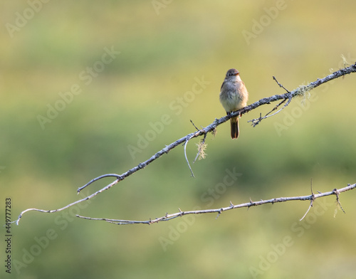 Eastern Phoebe (Sayornis phoebe) on a branch in Algonquin Park with green nature background