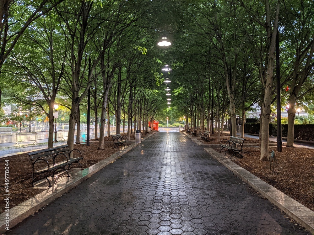 Tree under the rain, Downtown Manhattan, New York, NY - July 2021 Tree under the rain, Downtown Manhattan, New York, NY - July 2021