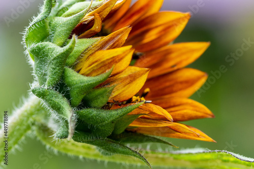 Sunflower Bud