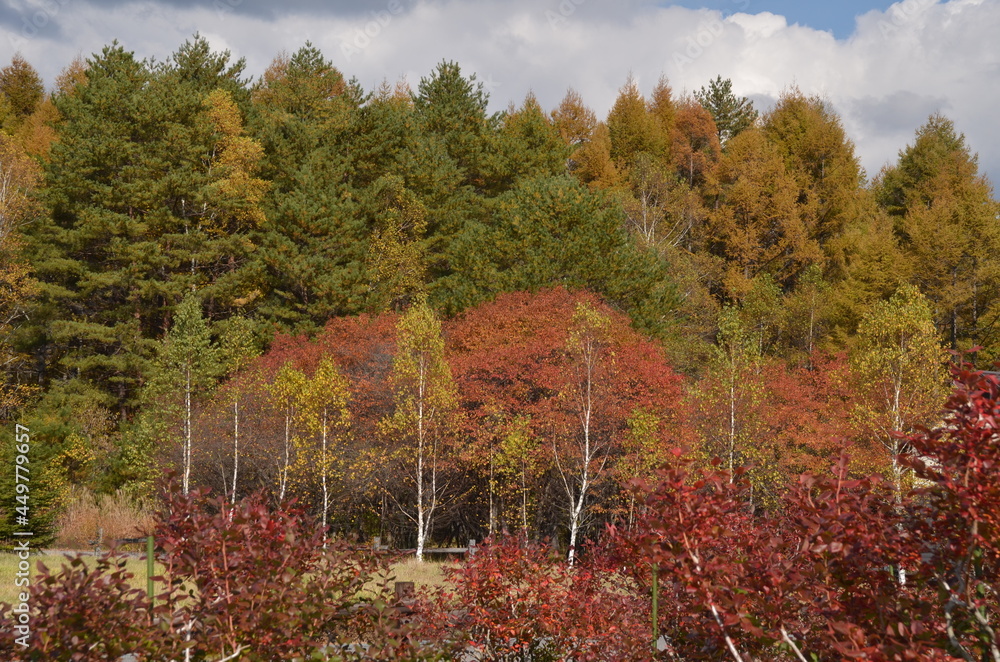 Obraz premium 開田高原 秋 紅葉
