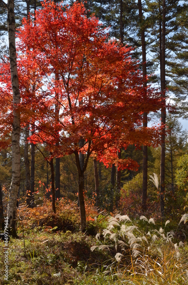 Fototapeta premium 開田高原 秋 紅葉