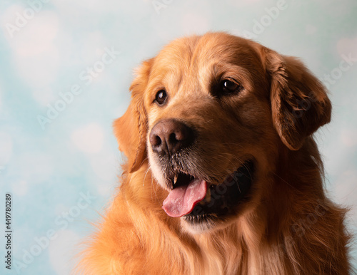 Golden Retriever side profile close up portrait on blue heart background