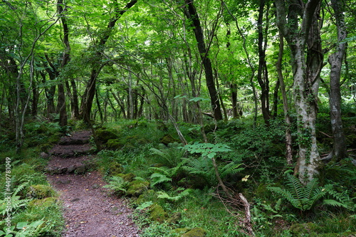 a fascinating summer forest in the sunlight